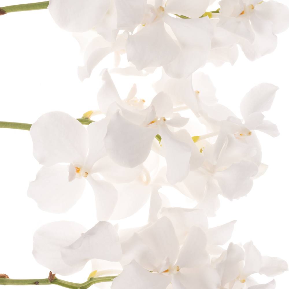 Vanda weiss Ansu No.1 2-3 Stiele 16Blüte