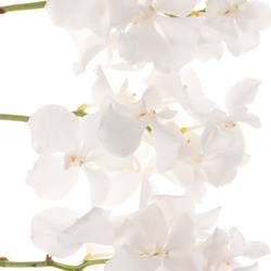 Vanda weiss Ansu No.1 2-3 Stiele 16Blüte