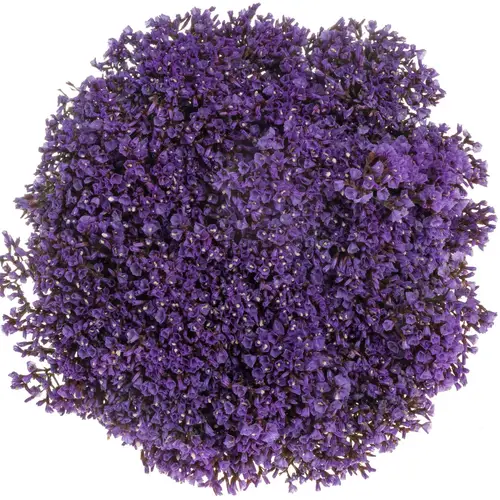 Statice violett Perezie Enchante 25 Gramm 60cm