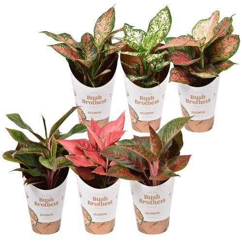 Aglaonema Mix.Star T12 H30