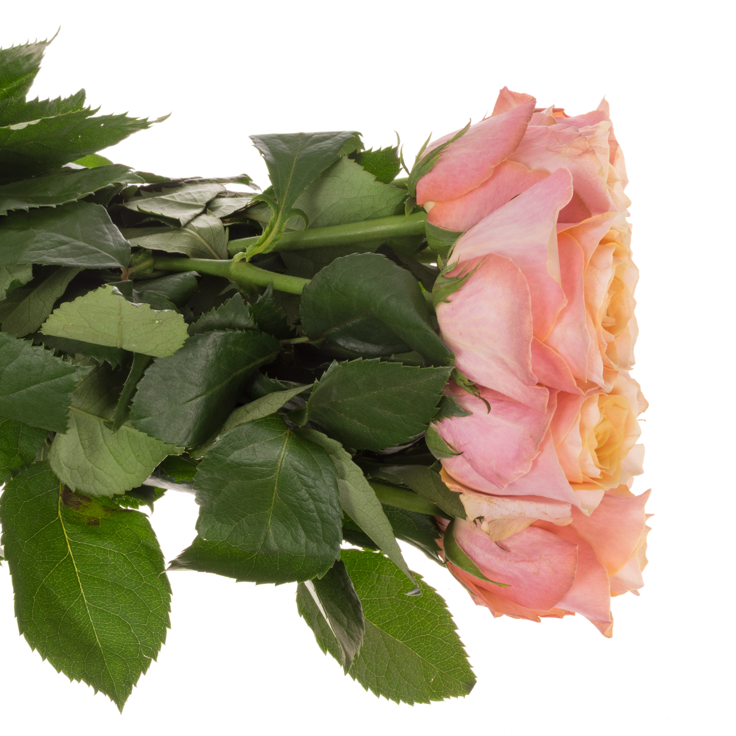 Rose rosa/apricot Gran Donna 60cm