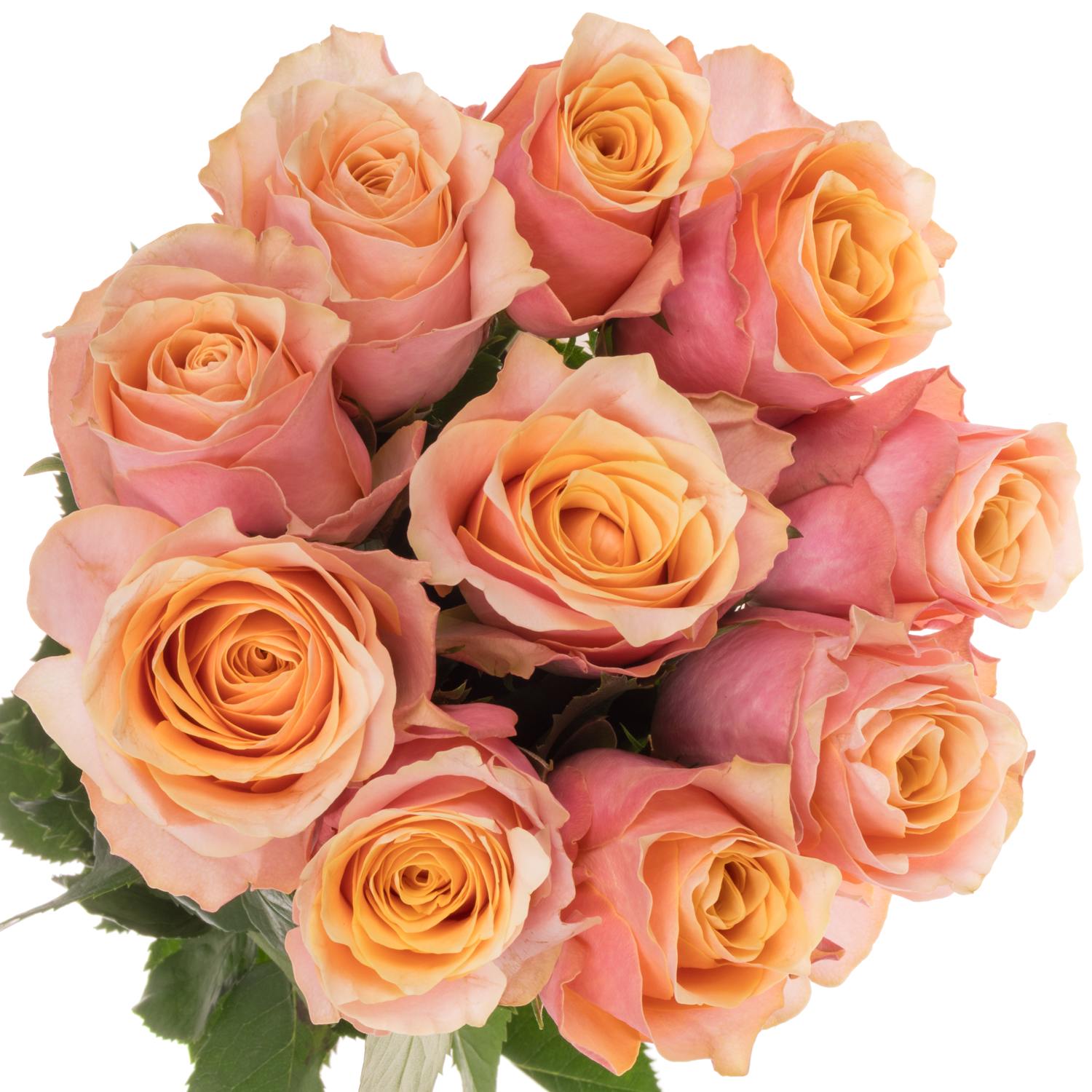 Rose rosa/apricot Gran Donna 60cm