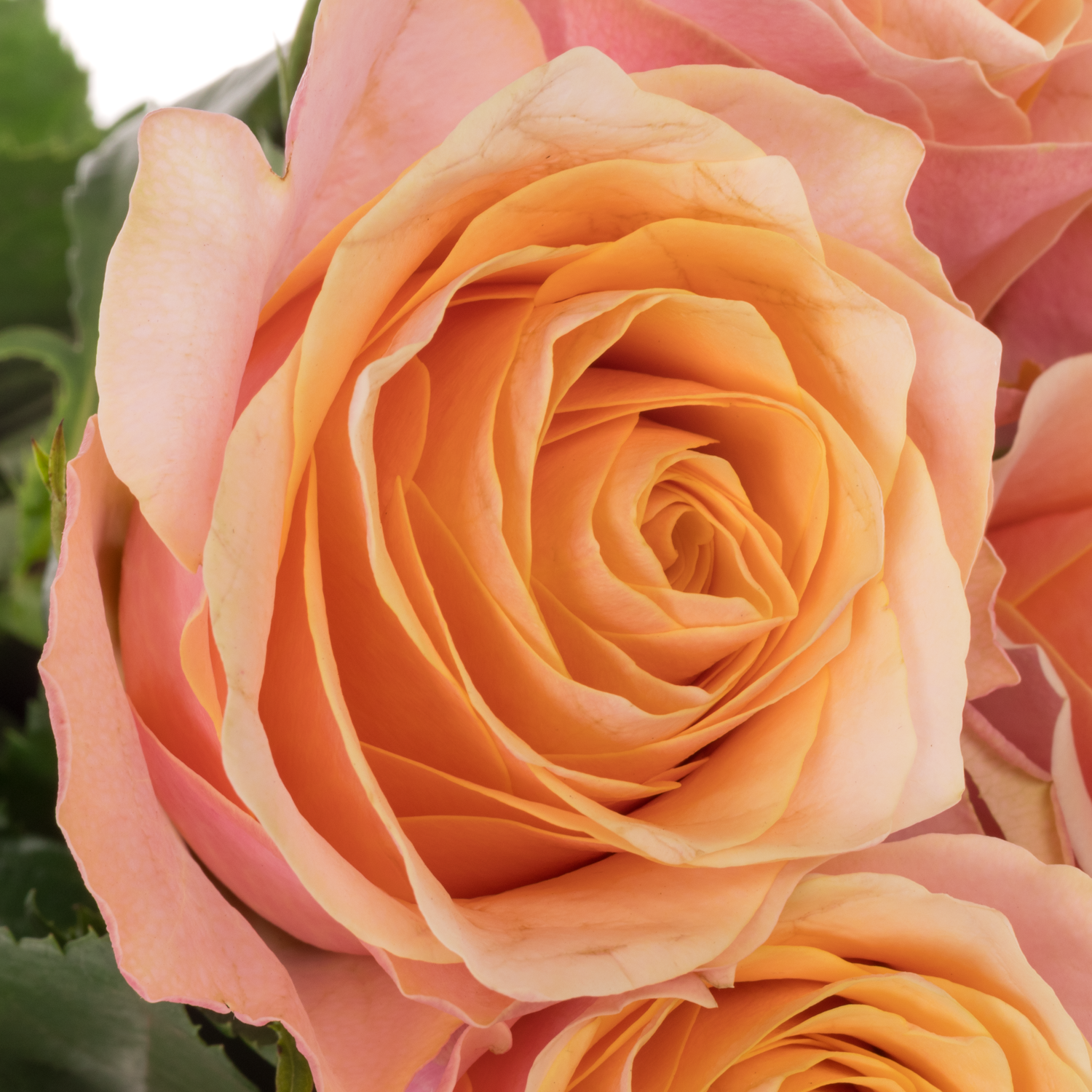 Rose rosa/apricot Gran Donna 60cm