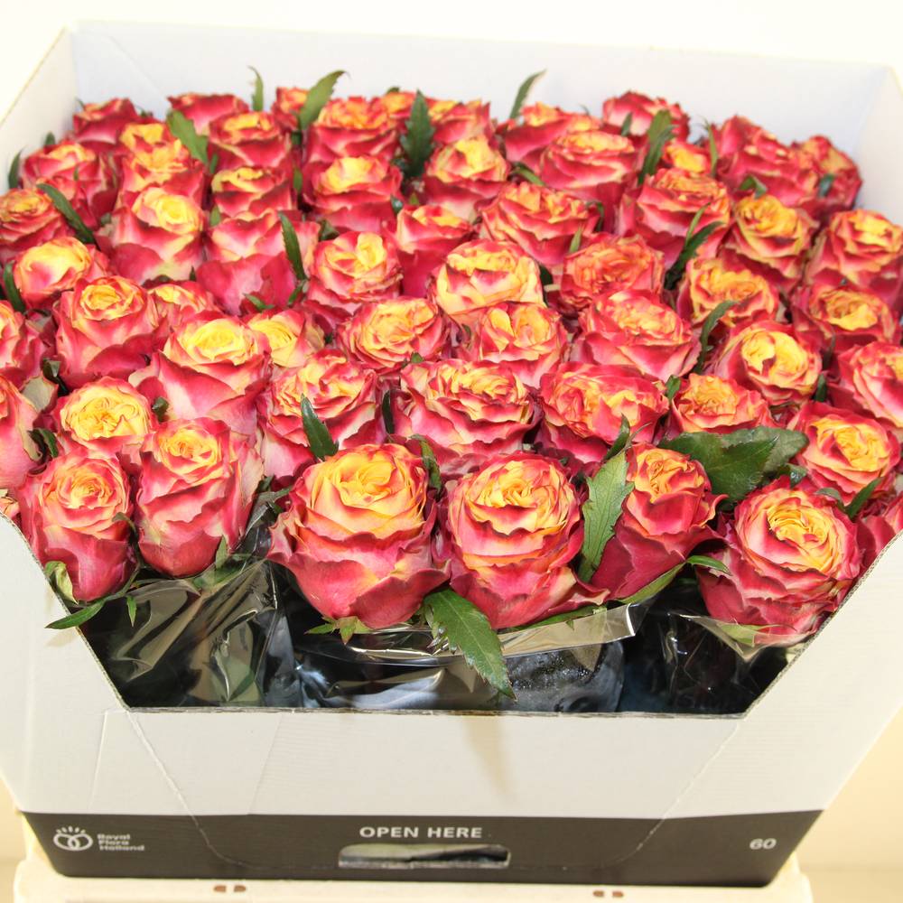 Rose rosa/apricot Gran Donna 60cm