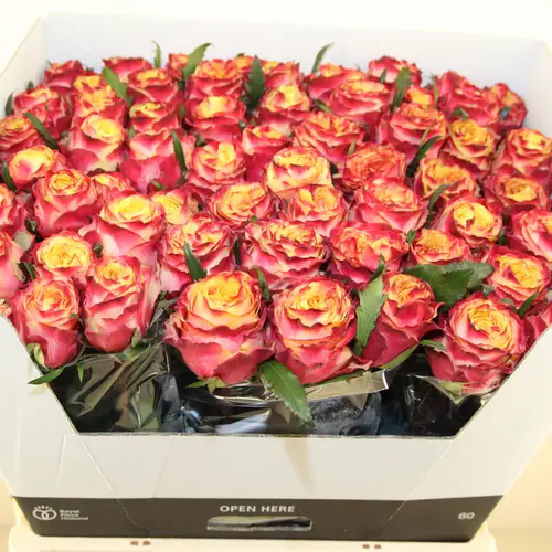 Rose rosa/apricot Gran Donna 60cm