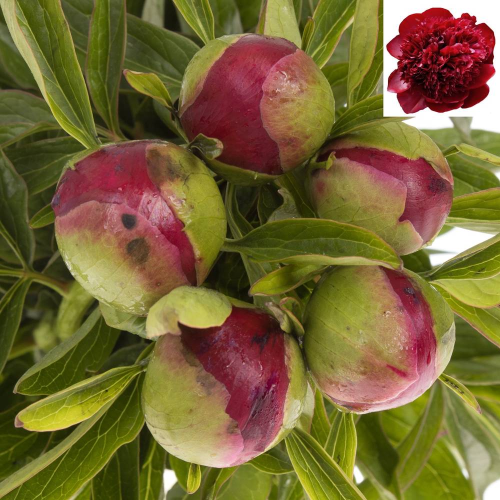 Pfingstrose rot gefüllt Charm 60cm