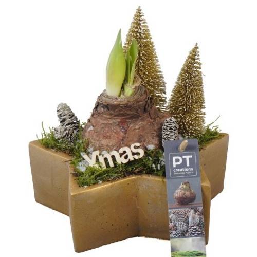 Amaryl.Arr PTACH5840 rote Bl. Weihnachten T20 H022