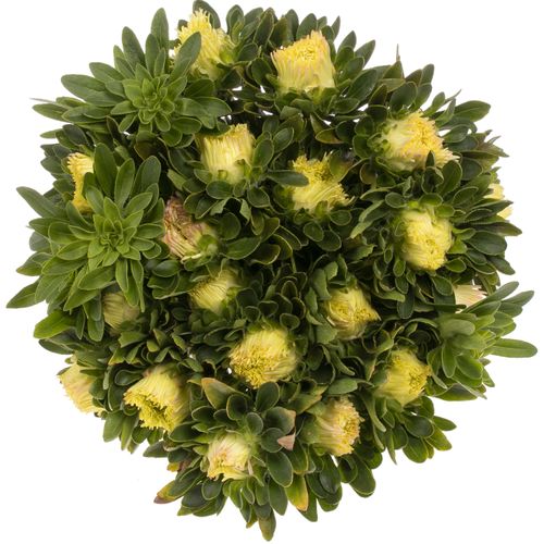 Aster aprico Matador 40cm
