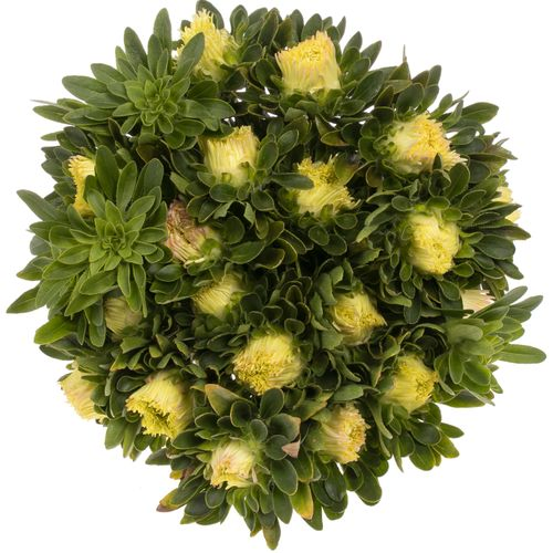 Aster aprico Matador 40cm