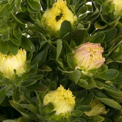 Aster aprico Matador 40cm