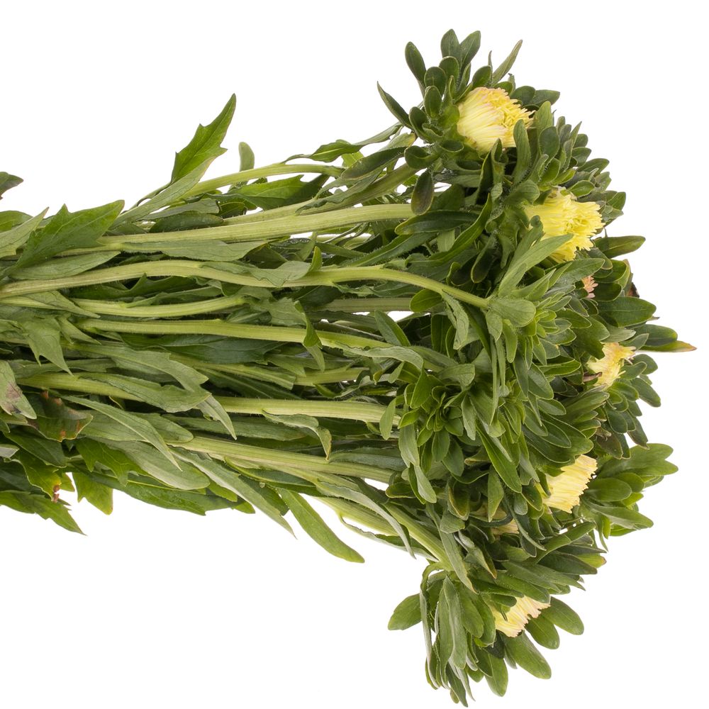 Aster aprico Matador 40cm