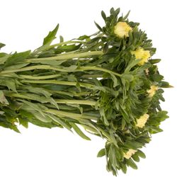 Aster aprico Matador 40cm