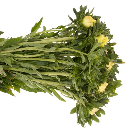 Aster aprico Matador 40cm