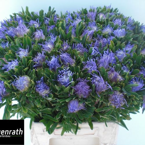 Aster aprico Matador 40cm
