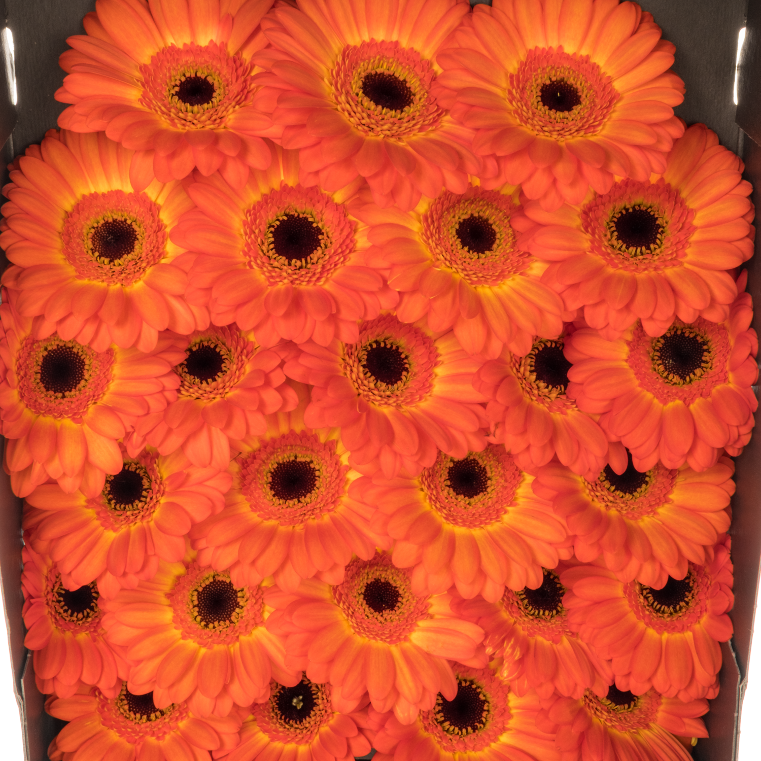 Germini dunkel orange/gelb Flamazing