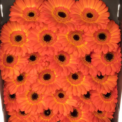 Germini dunkel orange/gelb Flamazing