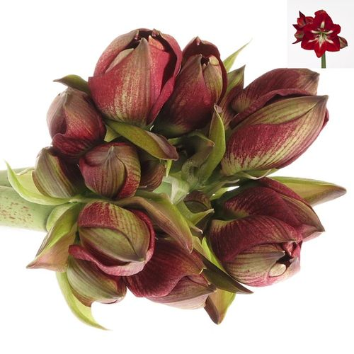 Amaryllis rot/weiss Barbados 