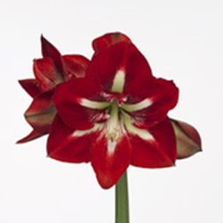 Amaryllis rot/weiss Barbados 