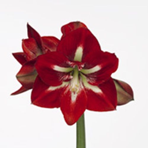 Amaryllis rot/weiss Barbados 