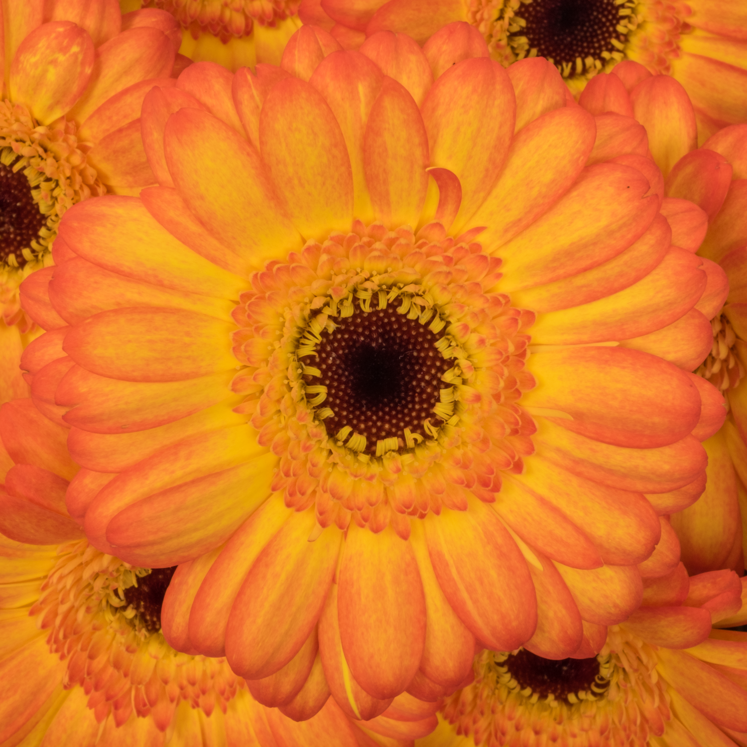 Germini gelb/dunkel orange Helia