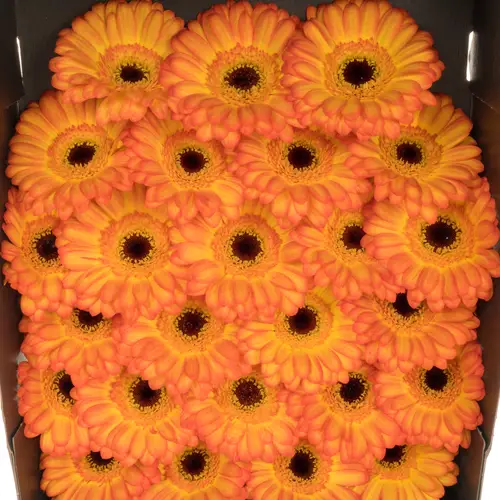 Germini gelb/dunkel orange Helia