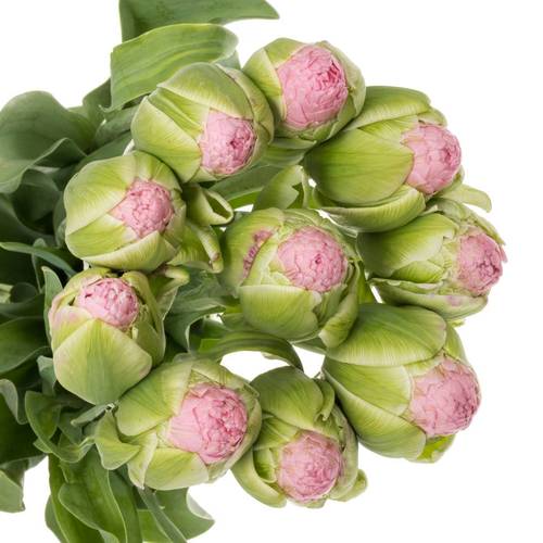 Franz.rosa doppel Strawberry 60 Gramm 32cm