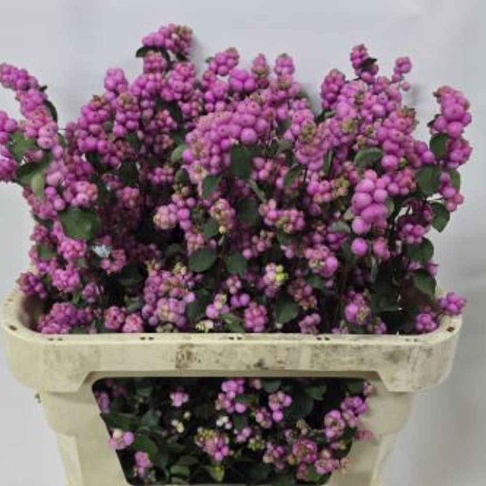 Schneebeere Rosa Dunkel Elegance 70cm