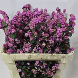 Schneebeere Rosa Dunkel Elegance 70cm