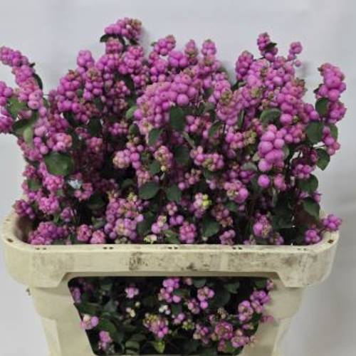 Schneebeere Rosa Dunkel Elegance 70cm