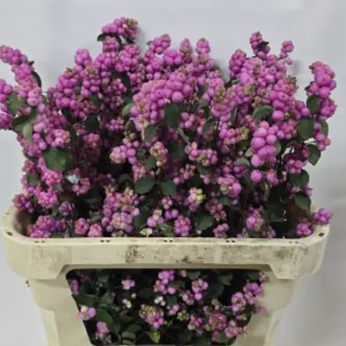 Schneebeere Rosa Dunkel Elegance 75cm