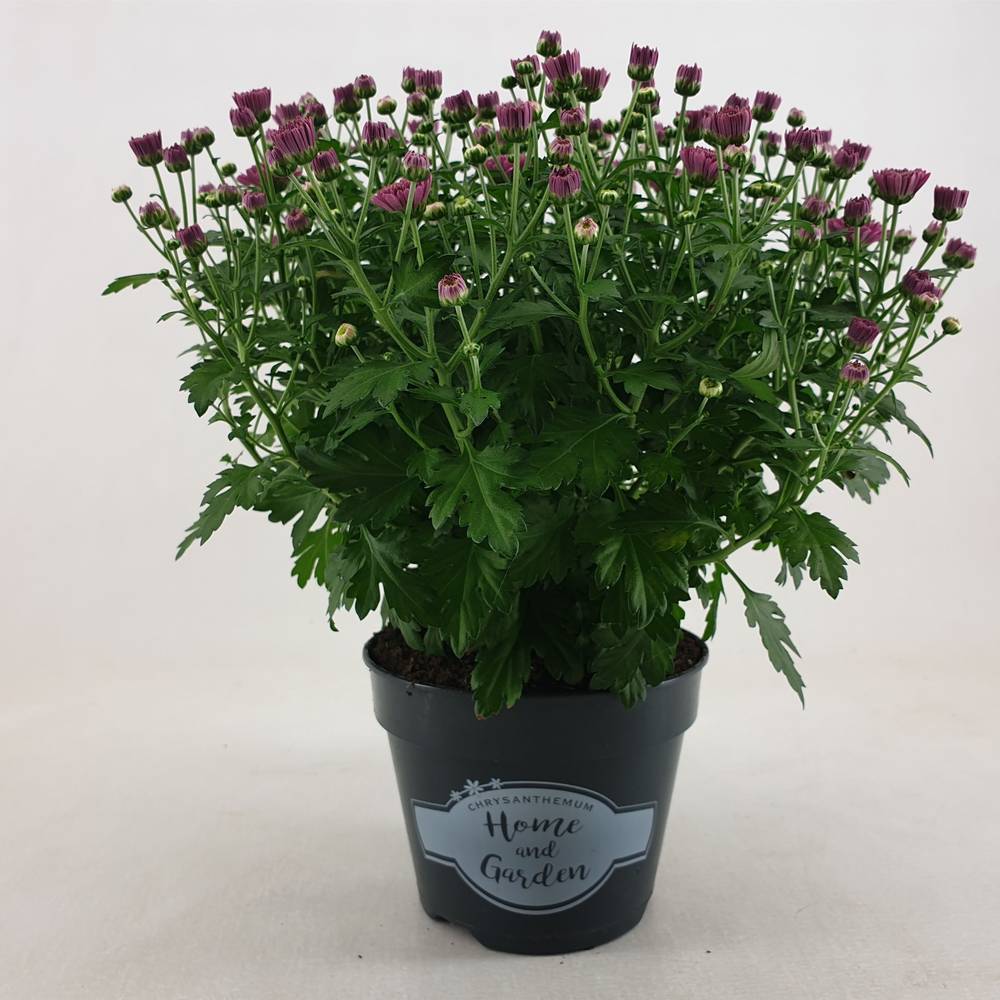 Chrys.Kügel lila Jasado T15 H030