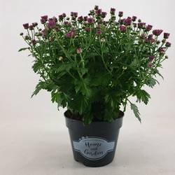 Chrys.Kügel lila Jasado T15 H030