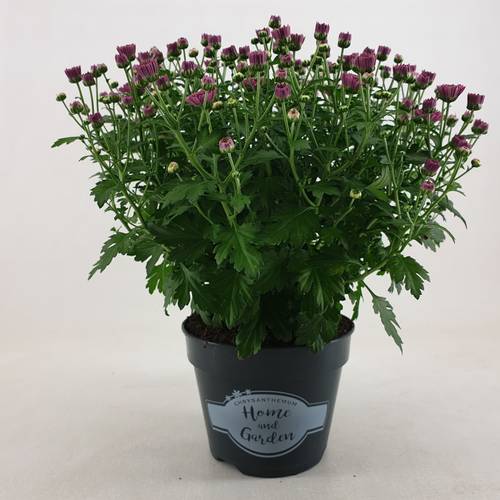 Chrys.Kügel lila Jasado T15 H030