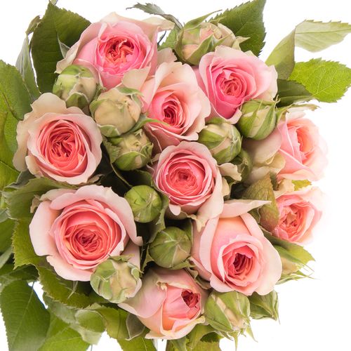 Rose rosa Freiland Persicum Piano 3+Blüte 40cm