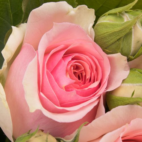 Rose rosa Freiland Persicum Piano 3+Blüte 40cm