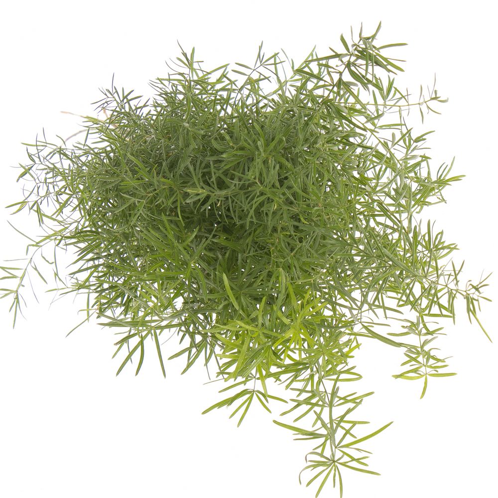 Asparagus grün Sprengeri 45cm
