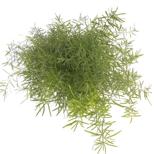 Asparagus grün Sprengeri 45cm
