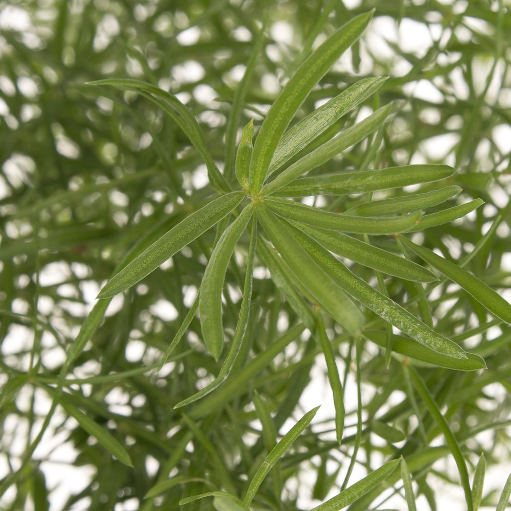 Asparagus grün Sprengeri 45cm