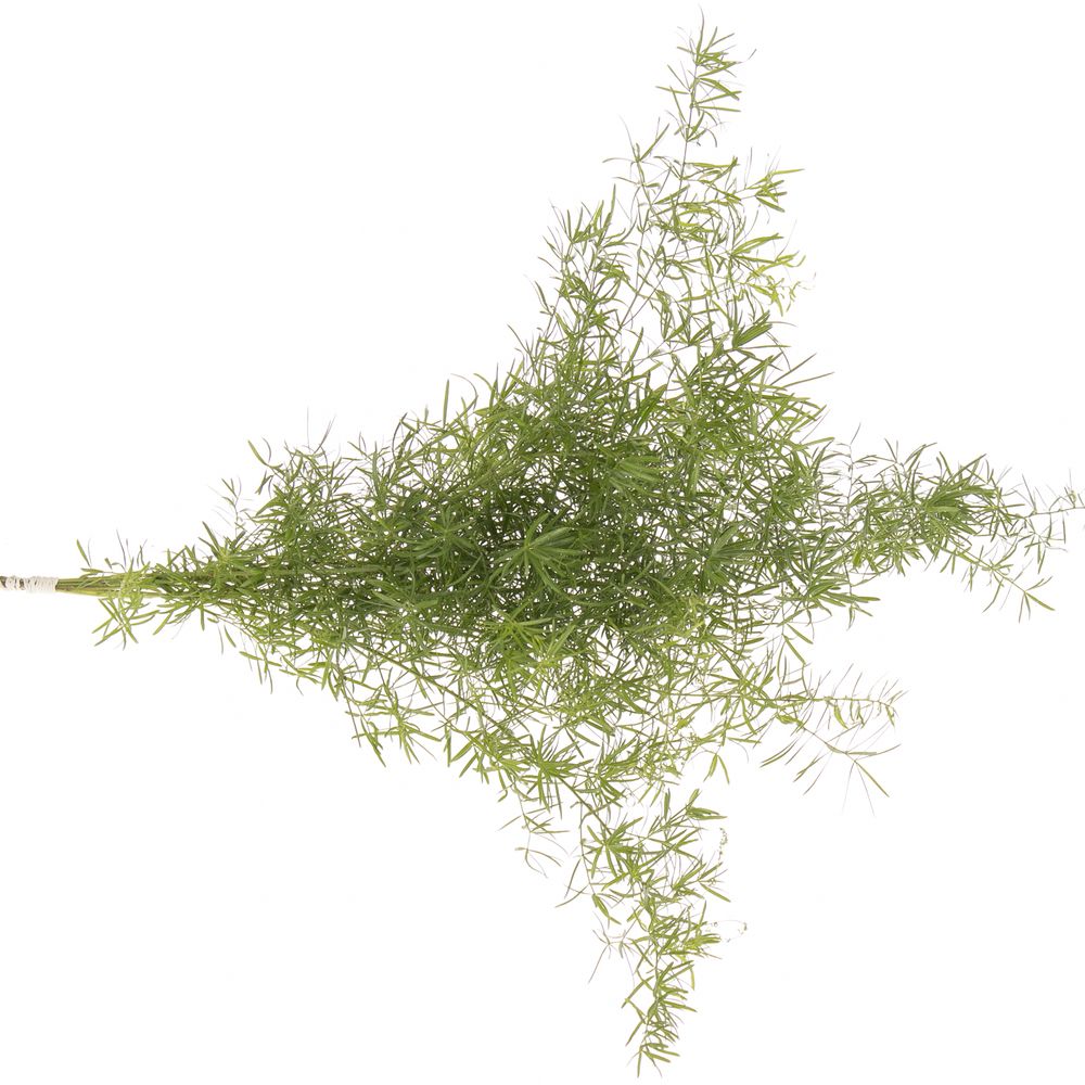 Asparagus grün Sprengeri 45cm