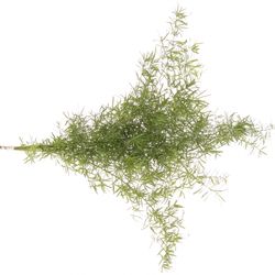 Asparagus grün Sprengeri 45cm