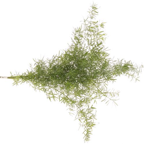 Asparagus grün Sprengeri 45cm