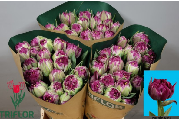 Tulpe lila doppel purple king 44 Gramm