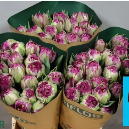 Tulpe lila doppel purple king 44 Gramm