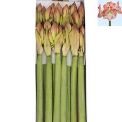 Amaryllis Krt.rot/weiss Mega Star X12