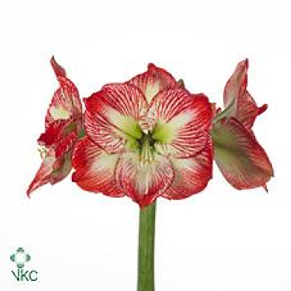 Amaryllis Krt.rot/weiss Mega Star X12