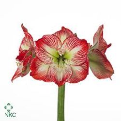 Amaryllis Krt.rot/weiss Mega Star X12