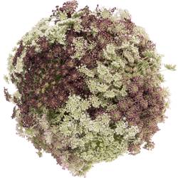 Dille rot/creme Daucus carota 65cm
