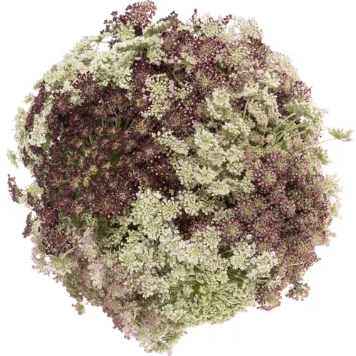 Dille rot/creme Daucus carota 65cm