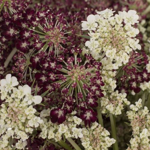 Dille rot/creme Daucus carota 65cm