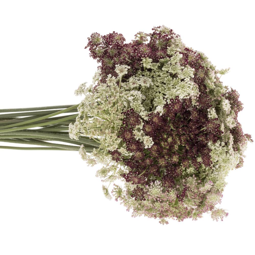 Dille rot/creme Daucus carota 65cm